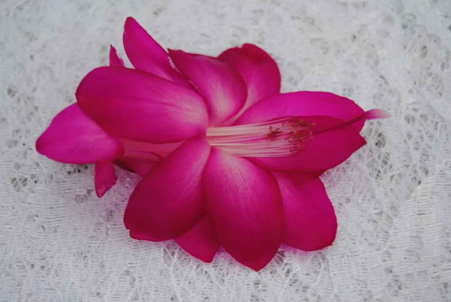 Christmas Cactus Starter Plant - Small Schlumbergera truncata Houseplant - Sterling Variety, Well-Rooted Indoor Plant