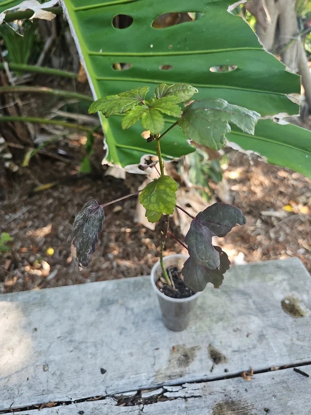 Cranberry Hibiscus Live Plant - Larger Size - Edible Rosella - Florida Grown