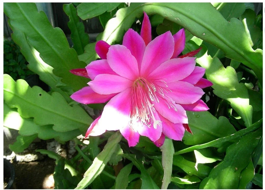 Pink Epiphyllum Orchid Cactus Plant – Queen of the Night, Oxypetalum Cereus, Live Indoor Flowering Plant in 6-inch Pot