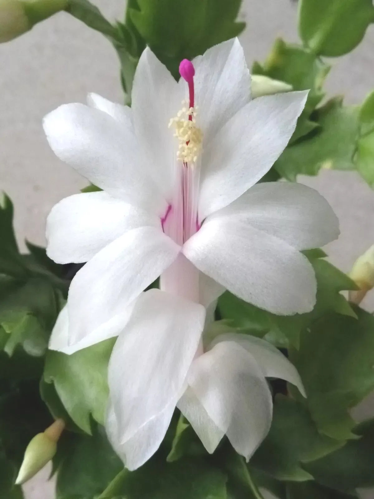 Thanksgiving Holiday Cactus Cuttings - 5 White Schlumbergera Zygocactus Leaf Propagation for Indoor & Outdoor Planting