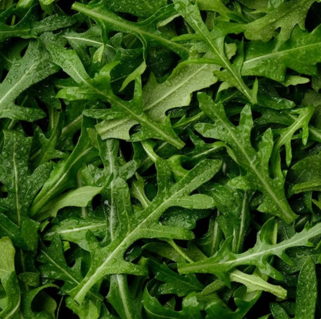 Arugula Seeds 3,000 Count | Non-GMO Heirloom | Fresh Leafy Greens | Eruca sativa Seed Pack