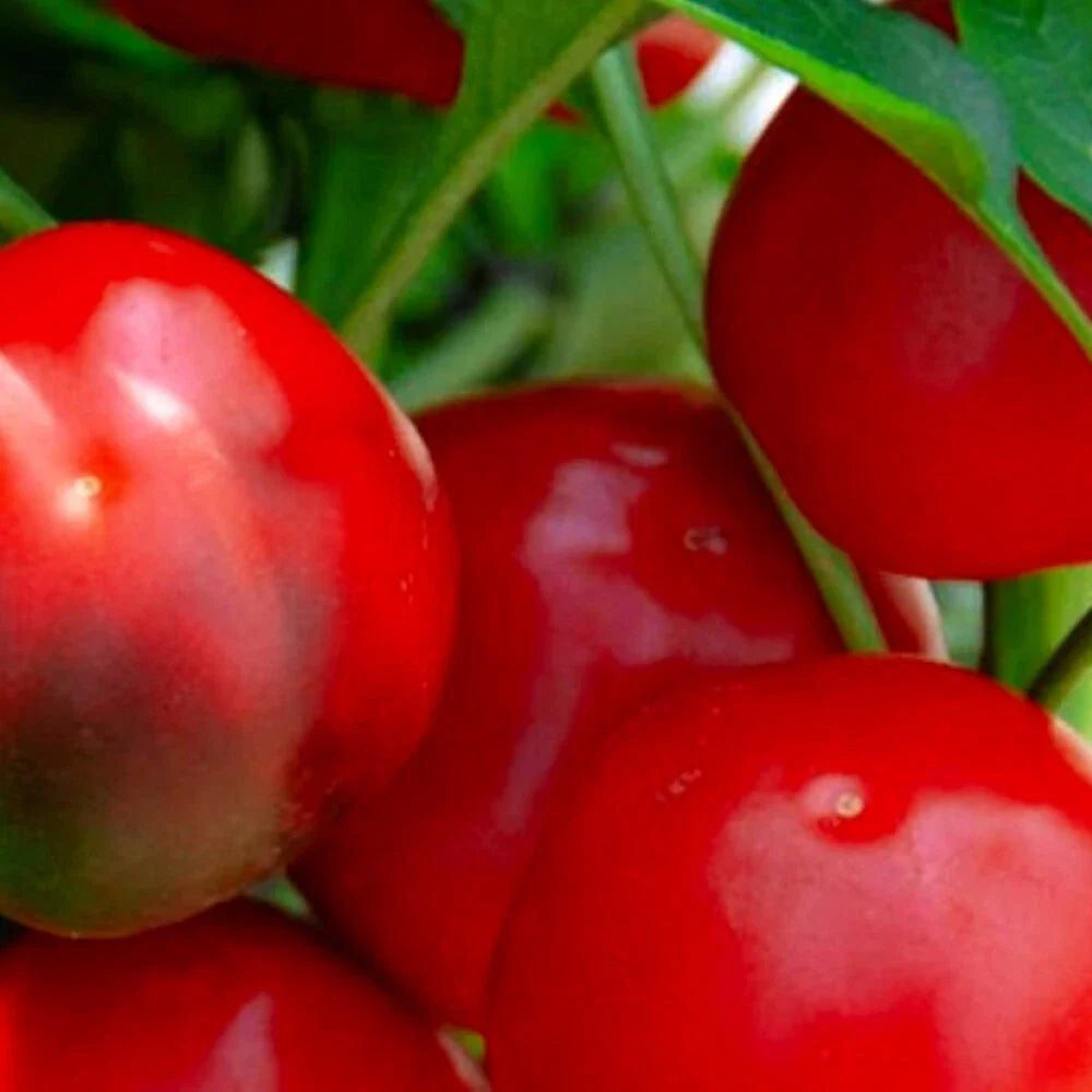 Red Cherry Sweet Pepper Seeds | Non-GMO Heirloom Capsicum annuum for Home Garden, Container, and Raised Bed Gardening