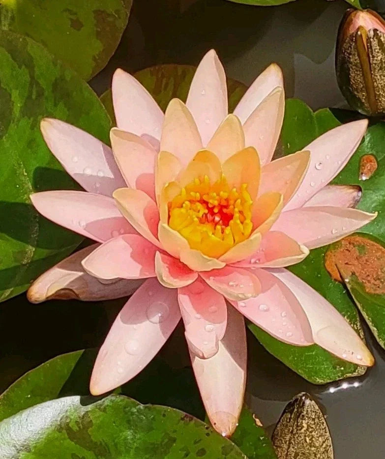 Water Lily Plant with Peach Orange Blooms - Nymphaea spp. Aquatic Pond Flower Root for Water Gardens