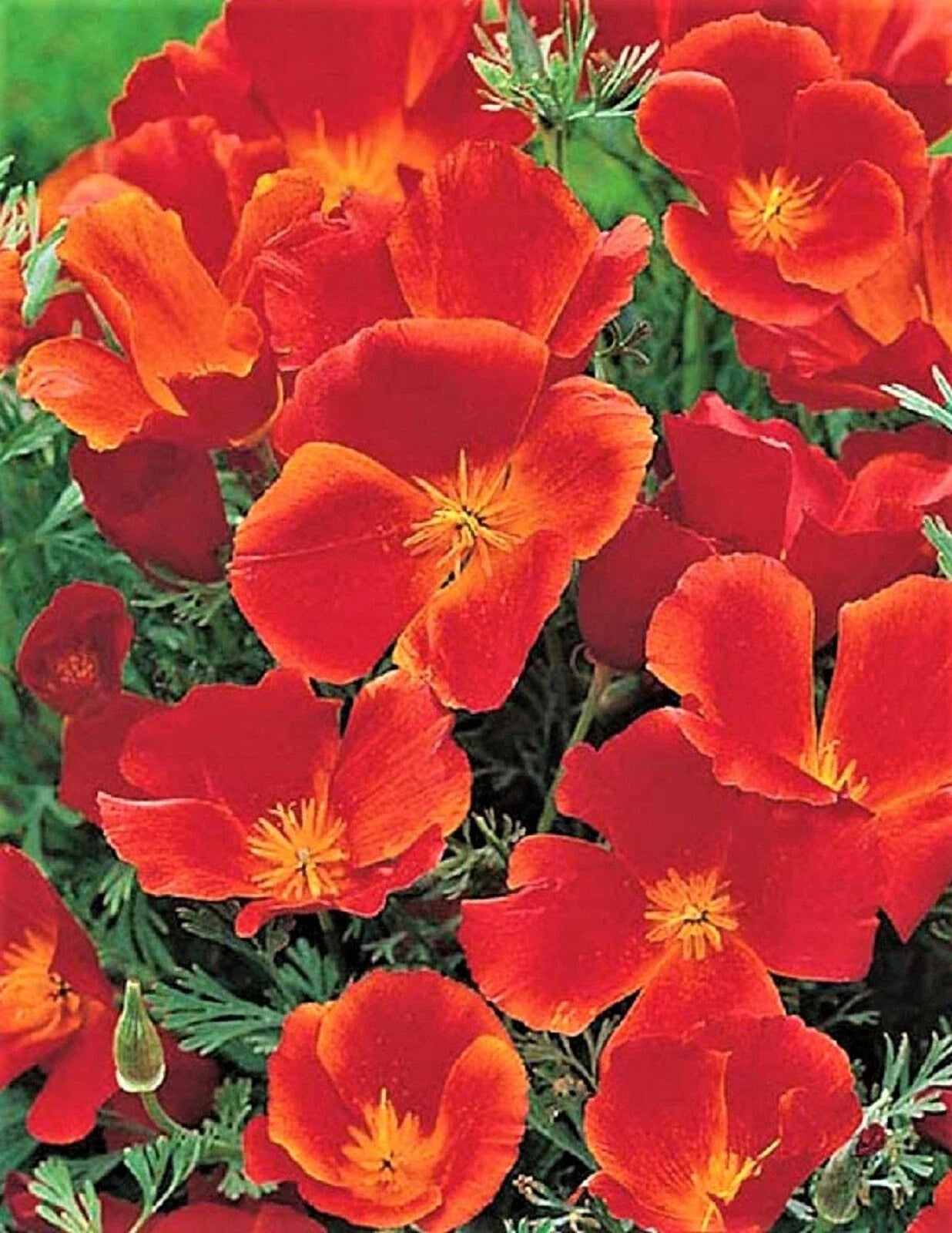 California Poppy Seeds Red Chief – Eschscholzia californica – 200 Seeds for Gardens & Landscapes