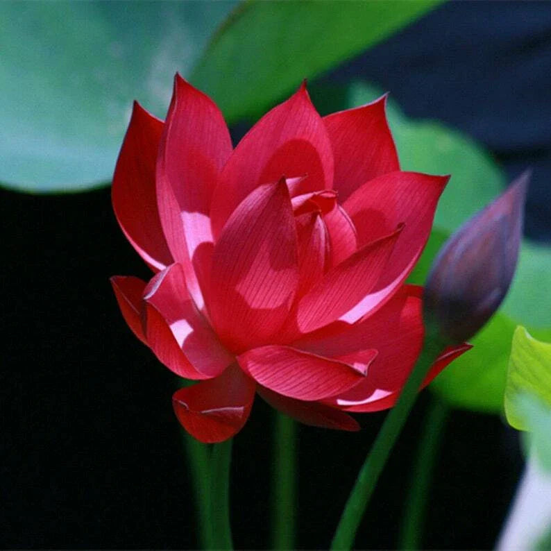 Red Lotus Seeds 5 Pack - Nelumbo nucifera Hardy Tropical Flowering Blooms