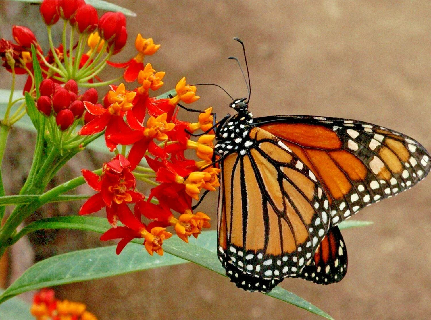 Bloodflower Seeds - Tropical Milkweed, Mexican Butterfly Weed, Drought Tolerant, Asclepias curassavica, Pollinator Garden Seeds