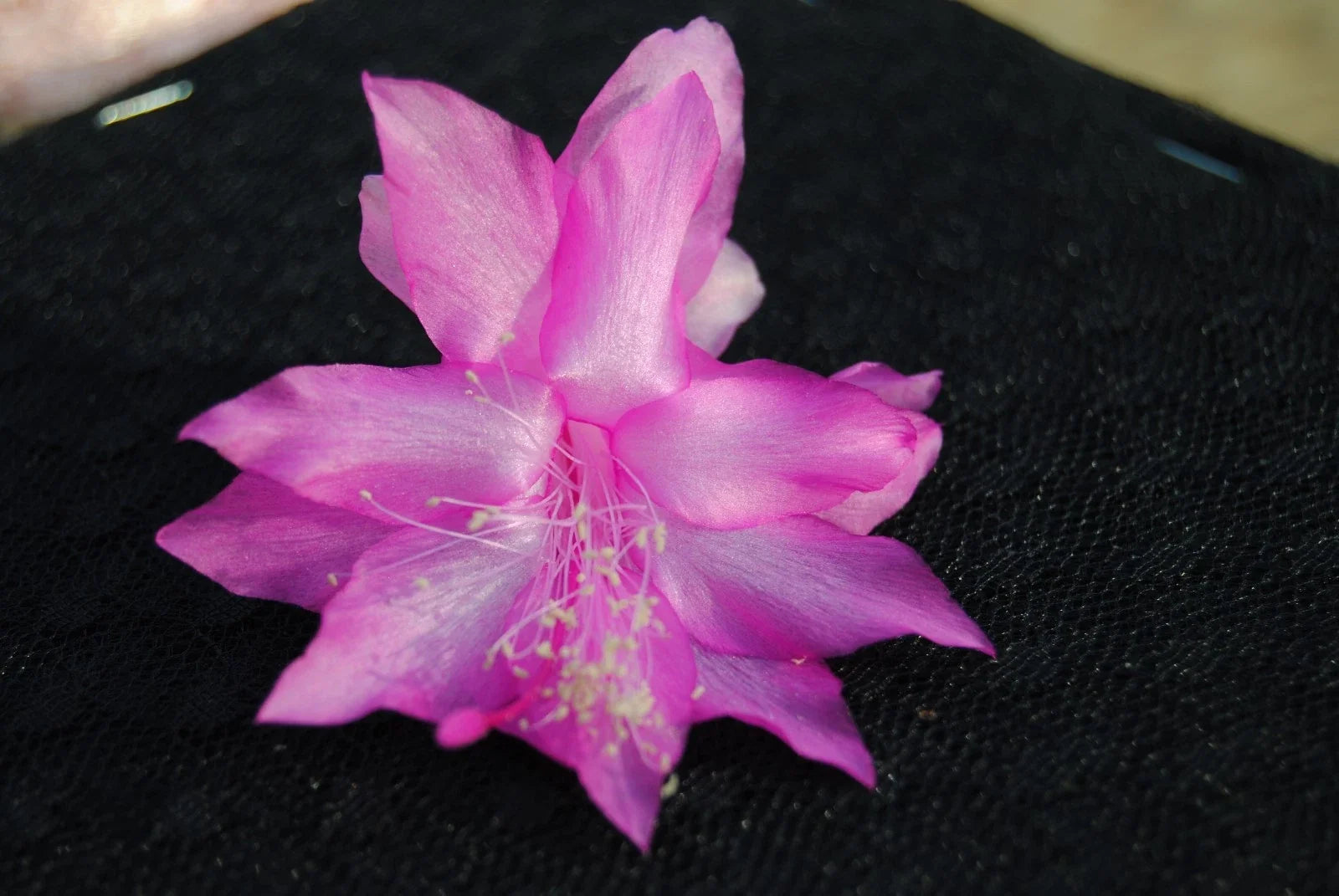 Christmas Cactus Starter Plant - Miss Shimano Schlumbergera Truncata, Well-Rooted Succulent for Indoor & Holiday Blooms