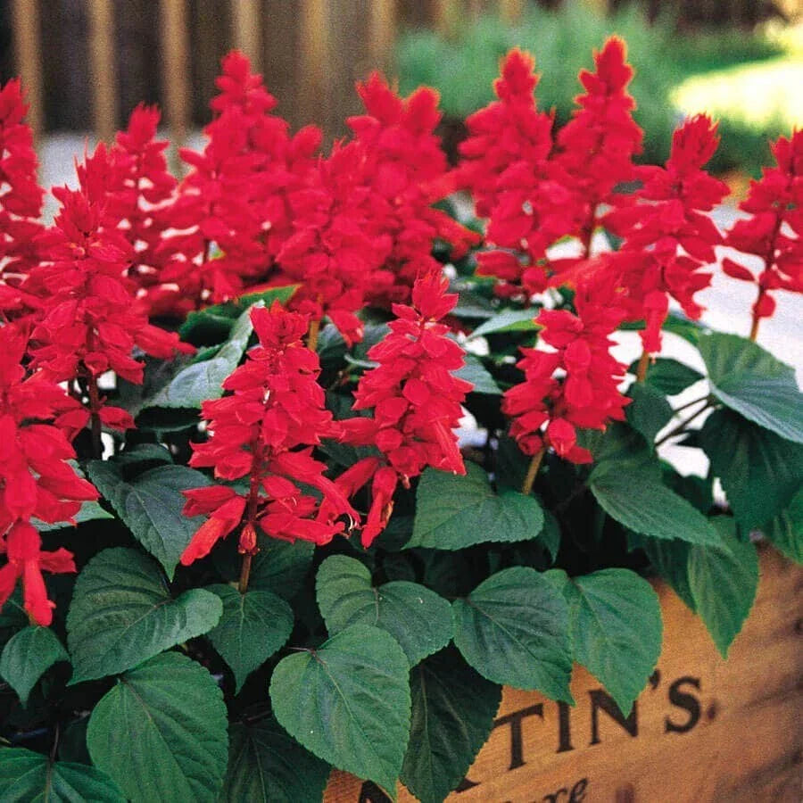 Red Salvia Live Plant - 2 Plants per Pot - Salvia splendens with Vibrant Red Flowers