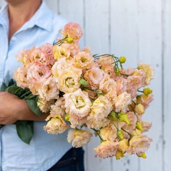 Champagne Lisianthus Flower Seeds - Pelleted Eustoma grandiflorum for Cutting Gardens and Bouquets