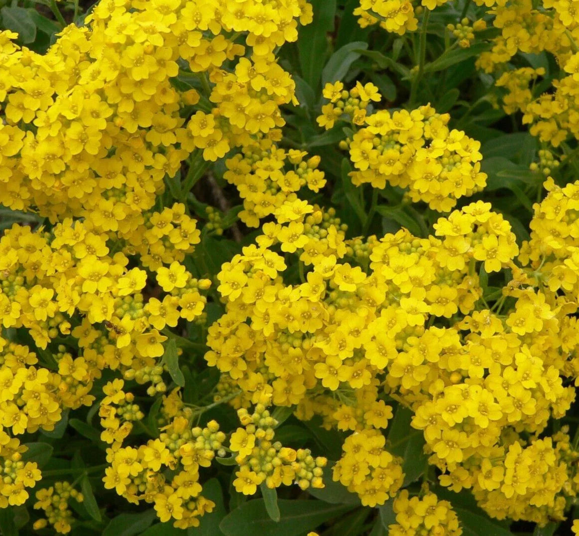 Alyssum Seeds Basket of Gold Yellow Flower Annual Lobularia maritima