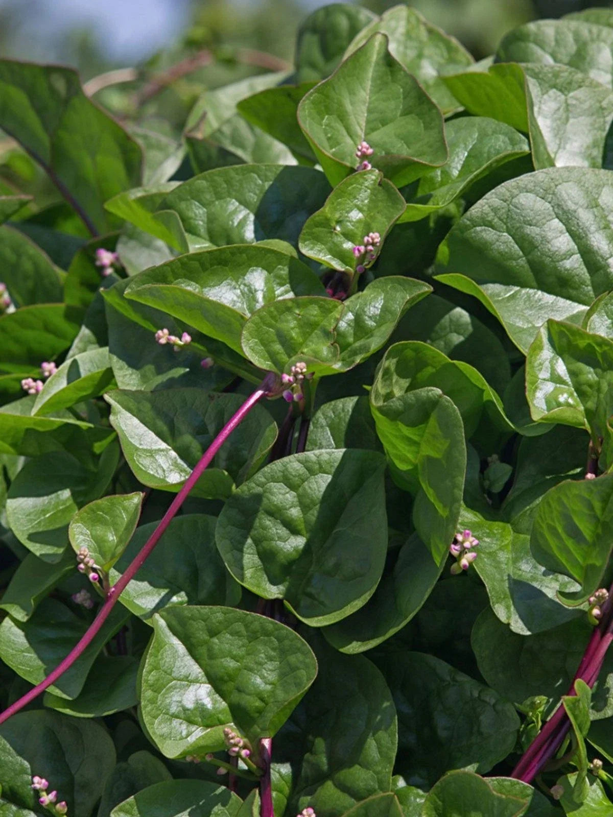 Malabar Red Stem Spinach Seeds - Non-GMO, Red Vine Spinach, Ceylon, Climbing Plant, 100g