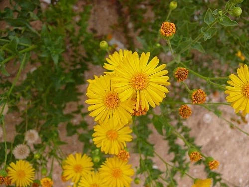 Native Wildflower Seeds - Camphorweed (Heterotheca subaxillaris) - 100+ Seeds, Pollinator-Friendly, Drought-Tolerant Garden Plant