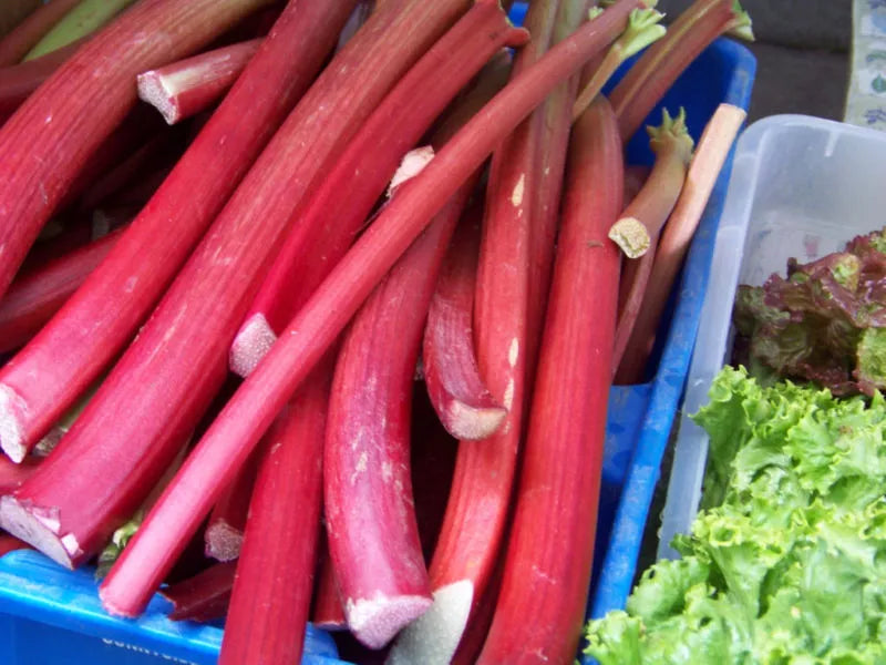Rhubarb Seeds 30 Pack - Perennial Rheum rhabarbarum - GroCo USA