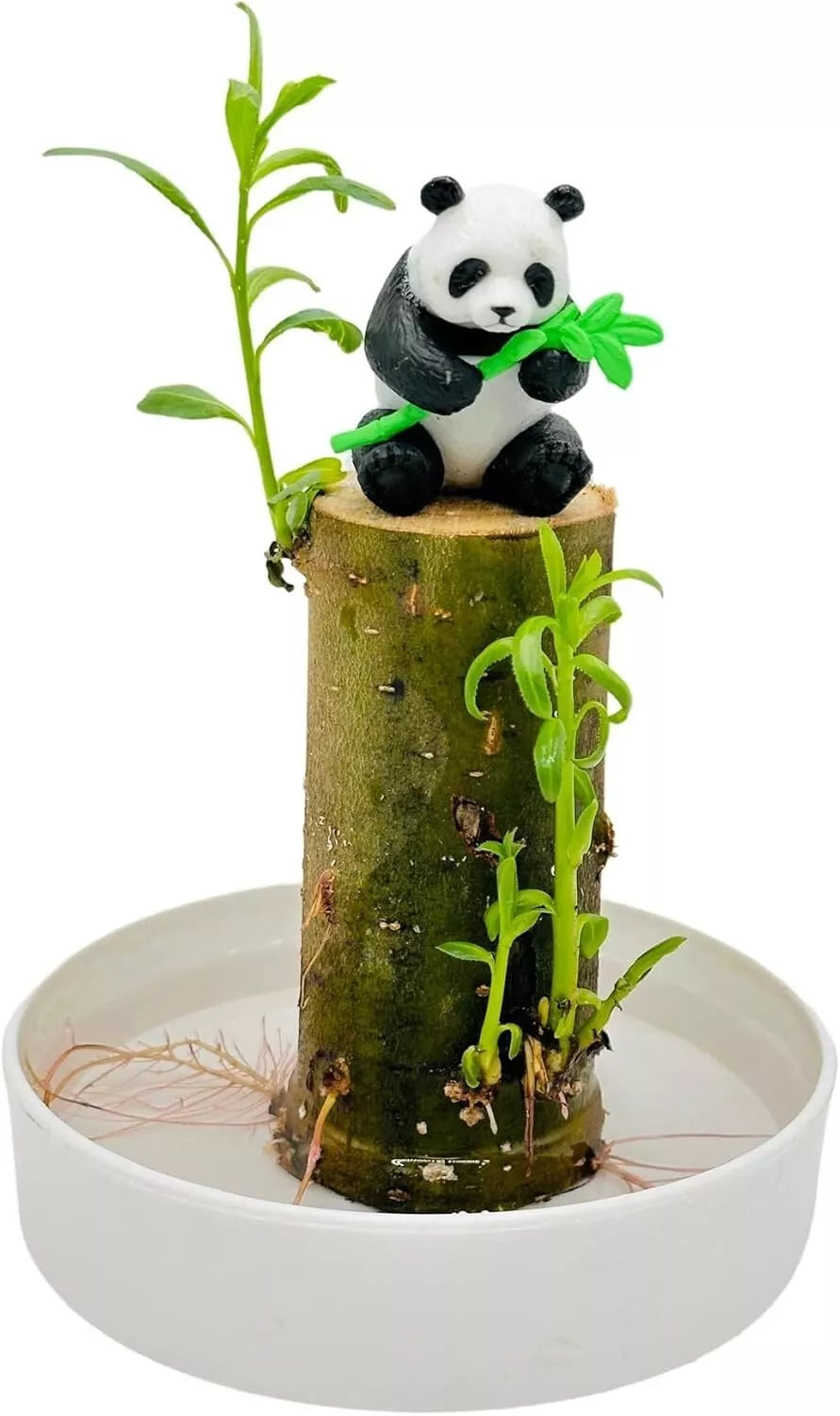 Lucky Bamboo Desk Planter with Panda - Thick Trunk Brazil Willow - Dracaena sanderiana Indoor Plant