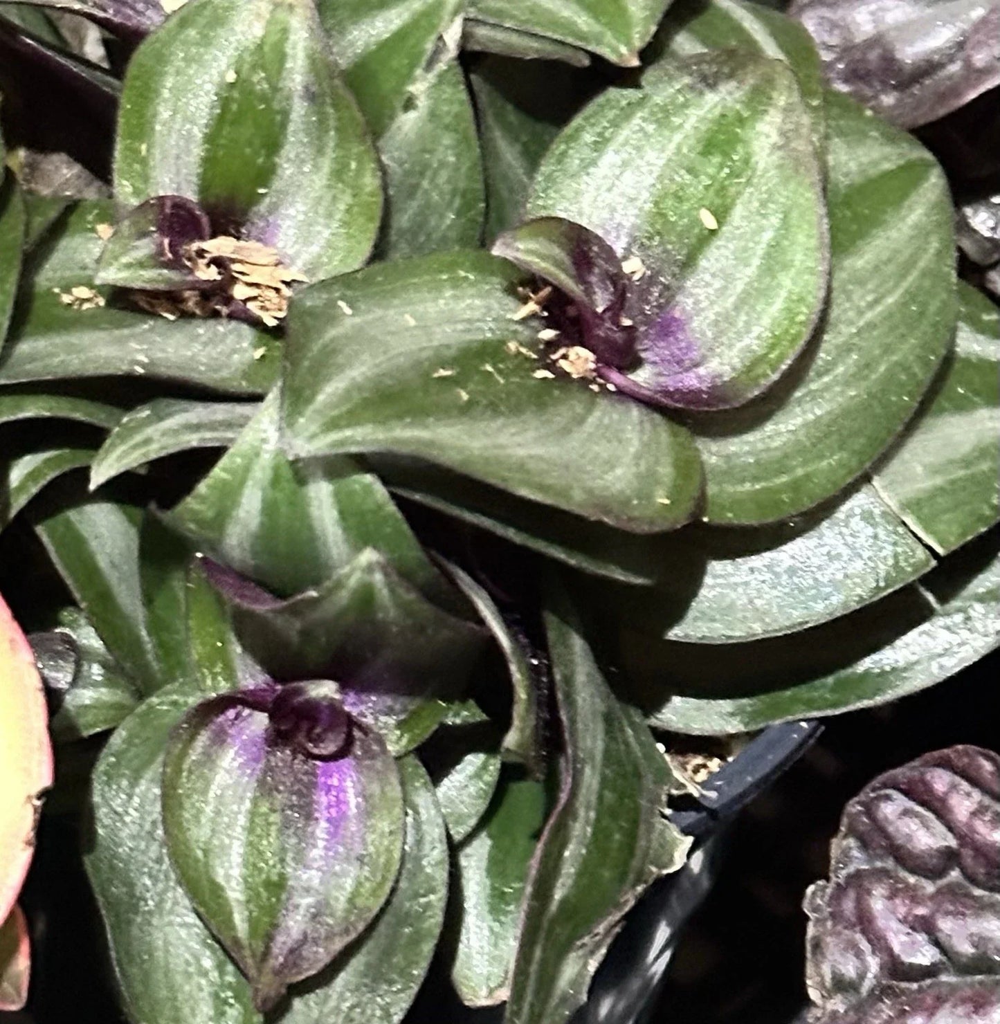 Succulent Tradescantia Zebrina Live 2-4" Wandering Jew Houseplant, Trailing Indoor Plant, Purple Silver Stripes