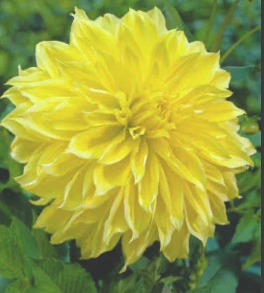 Dahlia Kelvin Floodlight Bulb Tuber – Yellow Dinnerplate Dahlia Hybrid, Full Sun, Deer Resistant, 12" Blooms