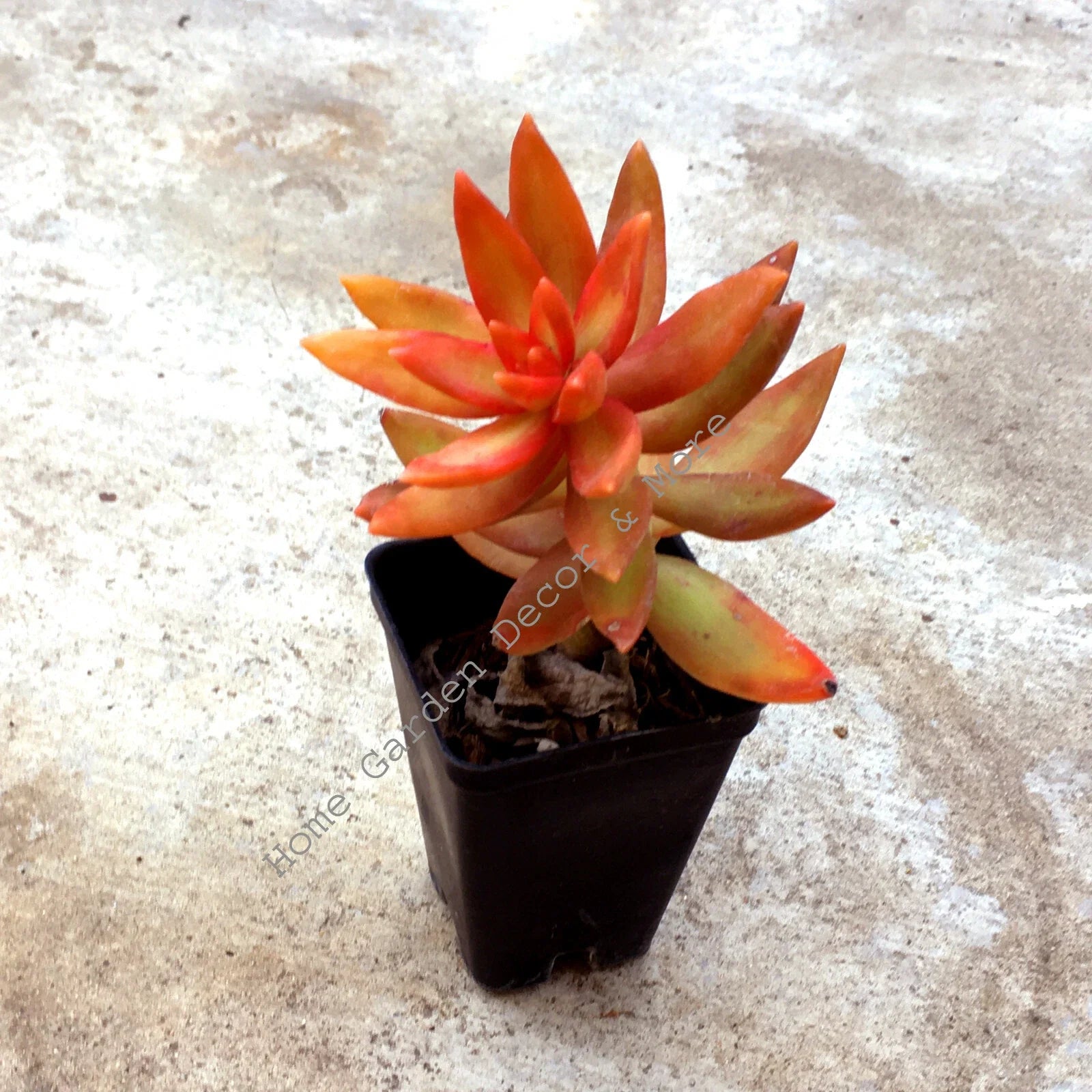 Rooted Succulent Plant - Sedum Adolphi 'Firestorm' - Red Orange Coppertone Foliage - Easy Care Indoor & Outdoor Houseplant