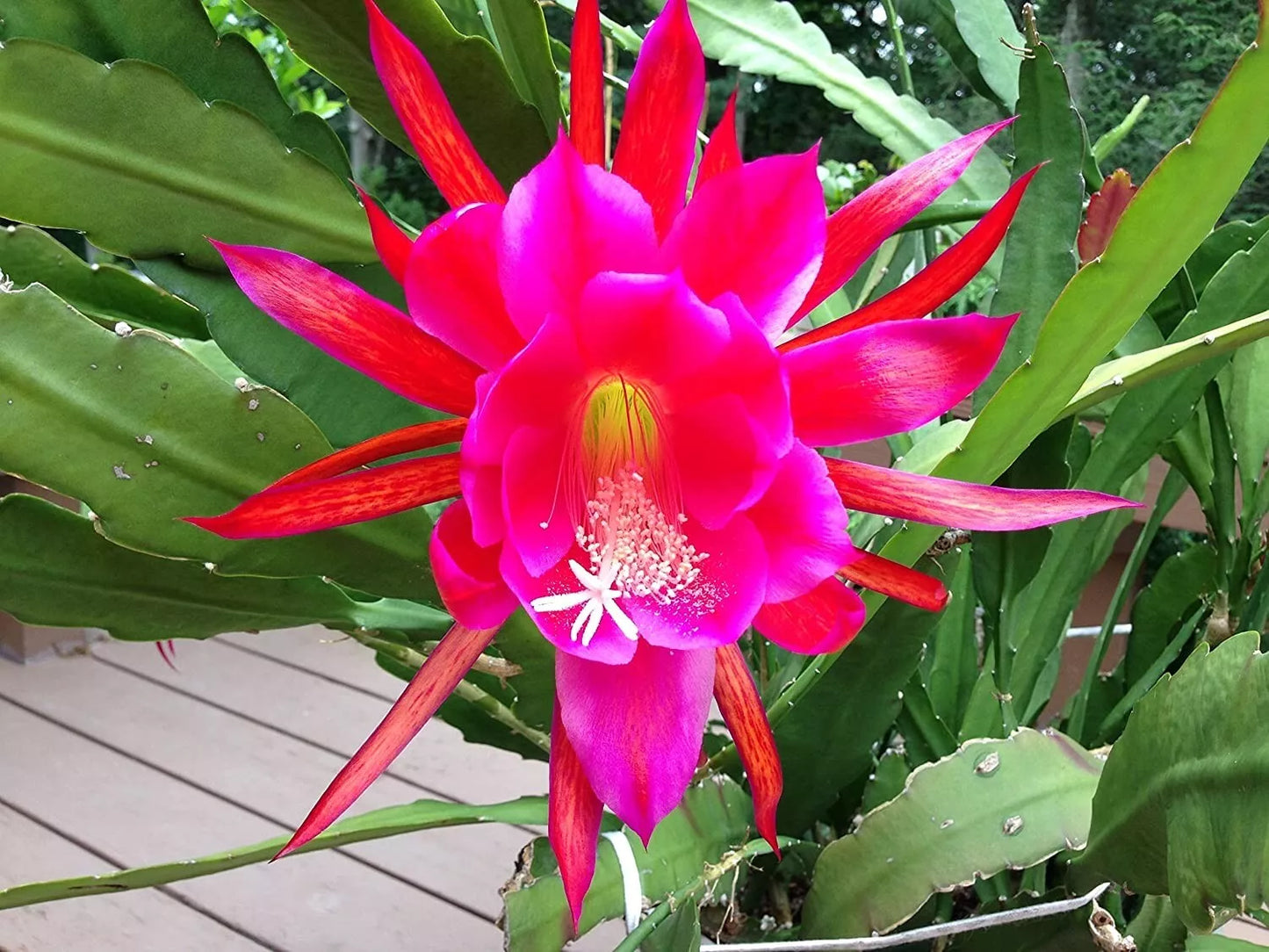 Rosy Swirl Orchid Cactus Cuttings - Epiphyllum spp. - Indoor Plant Propagation - Easy Care Succulent