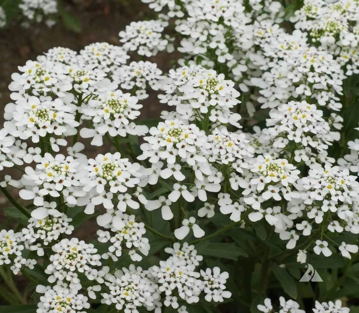 Candytuft Seeds 250+ Iberis amara Annual Flower White Lavender Full Sun Garden Bed & Border
