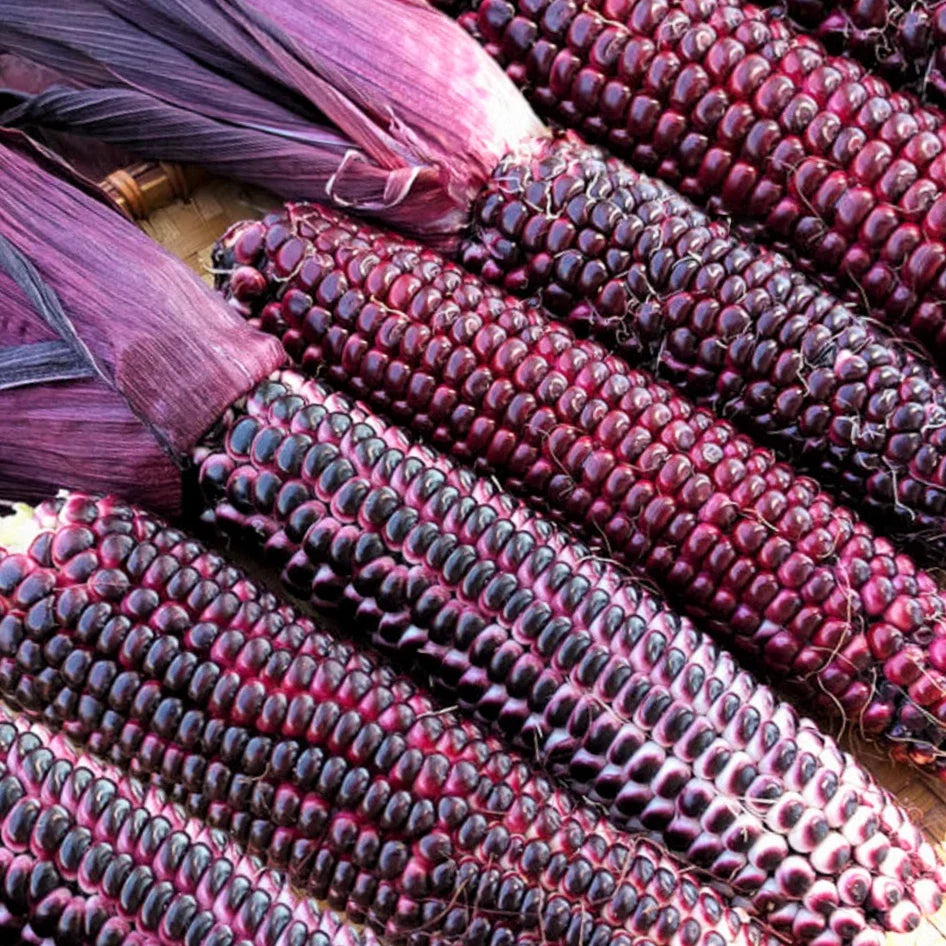 Double Red Sweet Corn Seeds, Ornamental Dent Zea mays, Purple Husk Stalk, Edible Landscape, Non-GMO, 50 Seeds