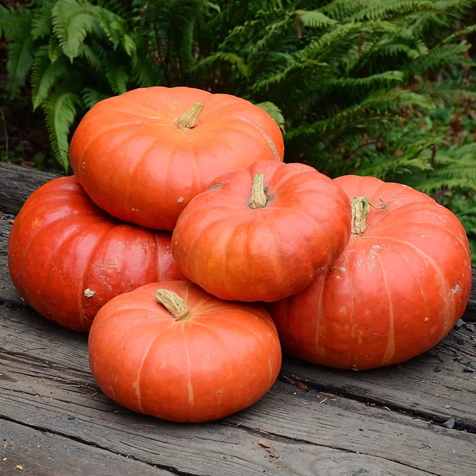 Cinderella Pumpkin Seeds, 30+ Non-GMO Heirloom Cucurbita pepo for Fall Harvest, Home Garden, Decorative & Cooking