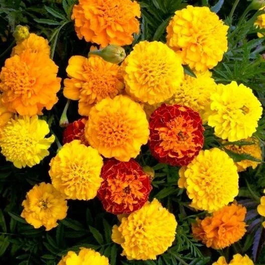 Marigold Seeds - French Dwarf Double Blooms - Heirloom Annual Flowers - Tagetes patula, 25 Seeds