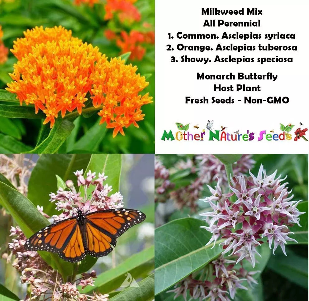 Perennial Milkweed Seeds Mix for Monarch Butterflies - Non-GMO Orange, Pink, White Varieties - Asclepias spp.