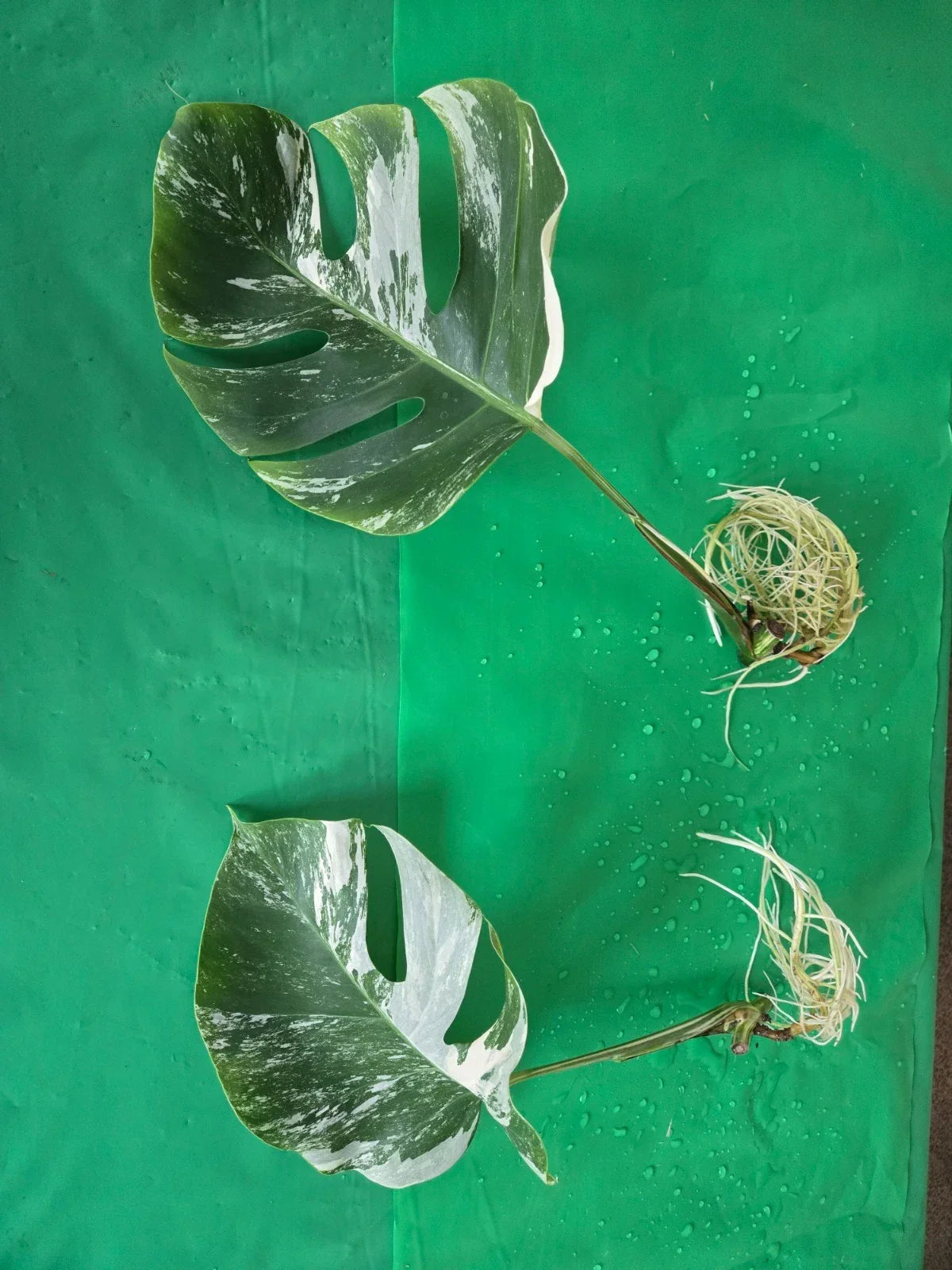 Monstera Albo Borsigiana Rooted Cutting - Rare Variegated Monstera Deliciosa Houseplant