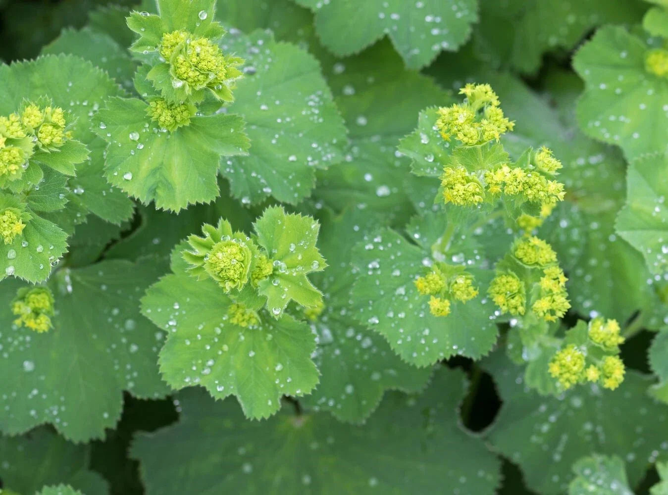 Lady's Mantle Perennials 2 Bare-Root Plants Chartreuse Blooms Alchemilla mollis Front Border Edging Zones 4-7