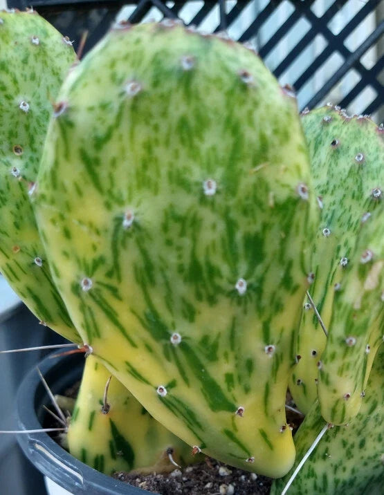 Variegated Prickly Pear Cactus Pad – Opuntia cochenillifera – Colorful Succulent for Indoor & Outdoor Gardens
