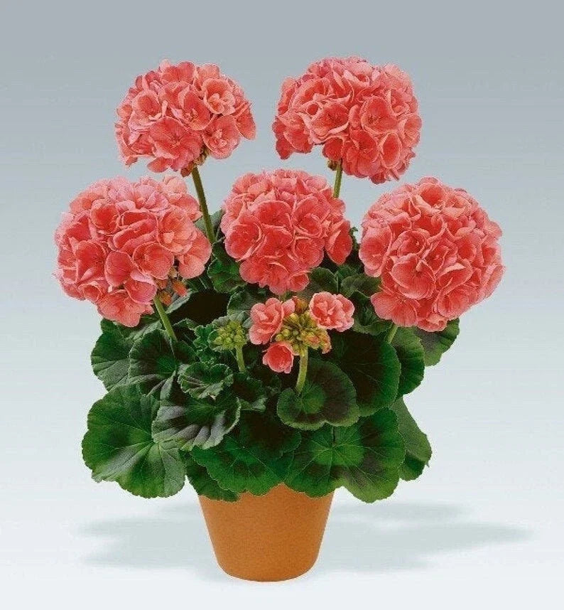 Geranium Cuttings 5-Pack Salmon-Pink Pelargonium Upright for Rooting