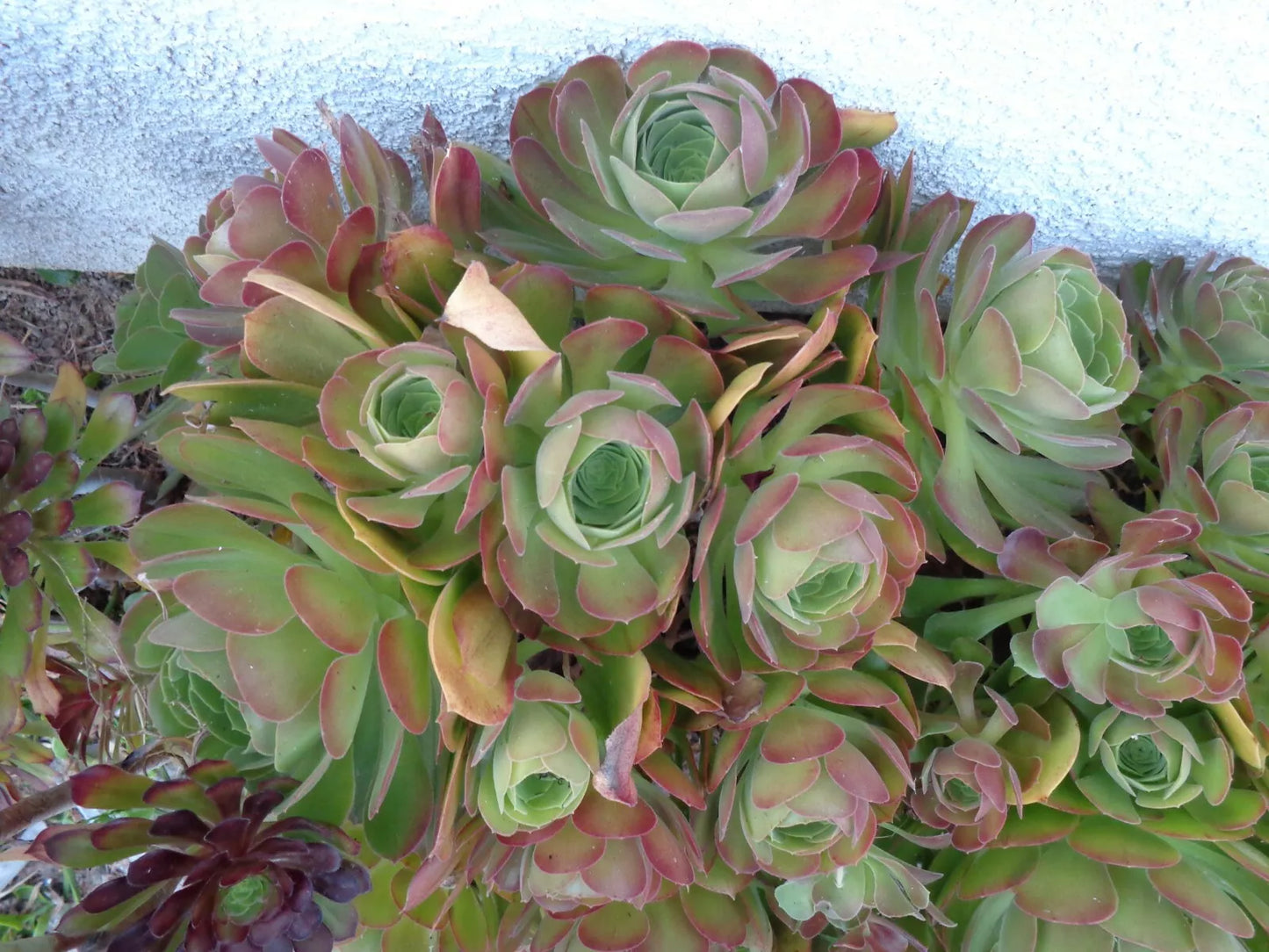 Aeonium Blushing Beauty Cuttings – 5"-6" Succulent, Color-Changing Rosette, Soil-Free Indoor/Outdoor Plantlets