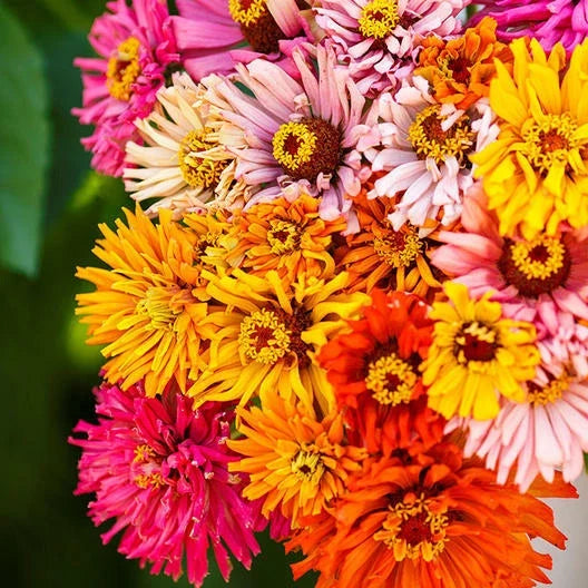 Zinnia Seeds - 200 Count - Burpeeana Giants Mix - Non-GMO Annual Flowering Plants with Large Colorful Blooms - Zinnia elegans