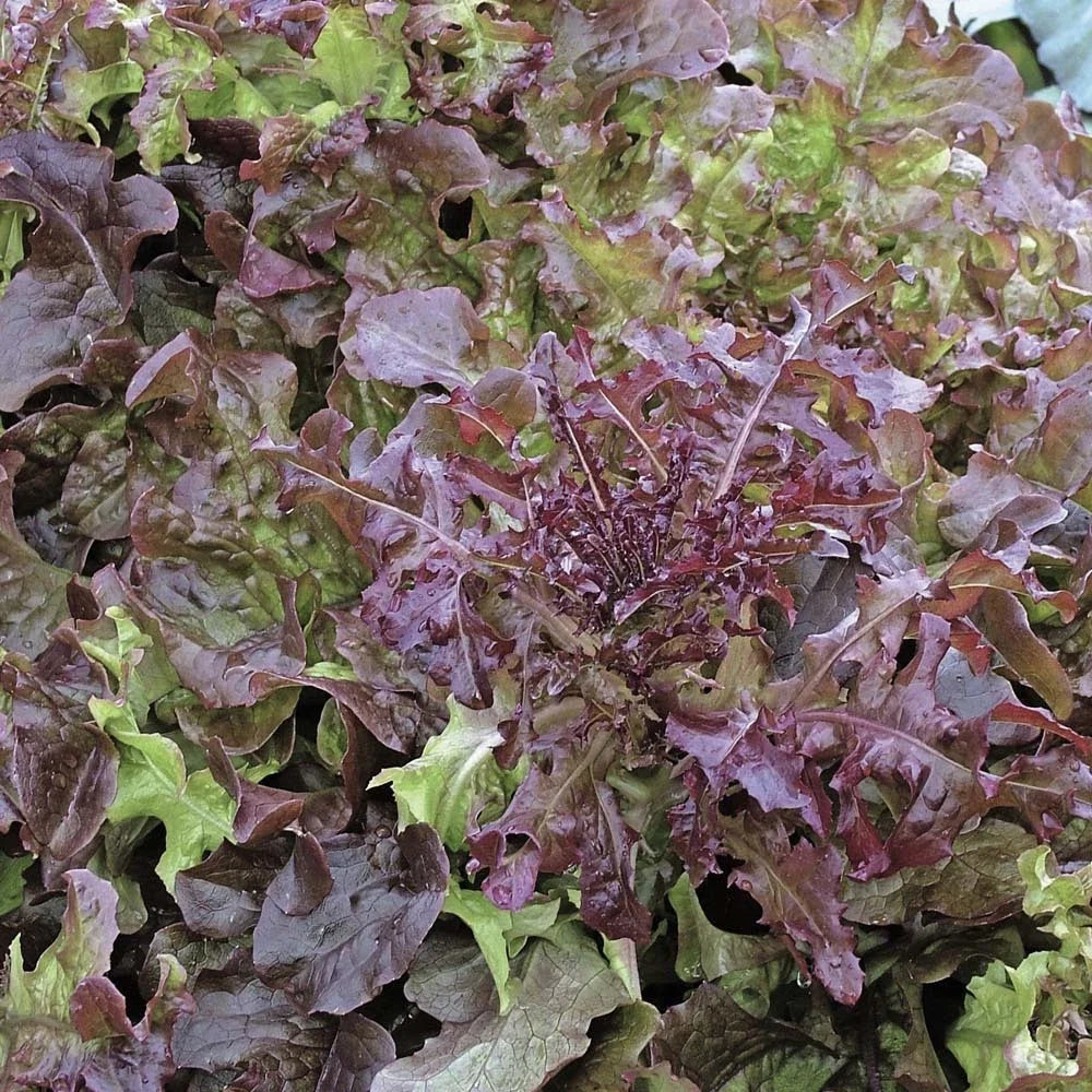 Red Leaf Lettuce Seeds Bulk 1000 Count Packet – Salad Bowl Variety – Lactuca sativa – Home Garden, Container Planting