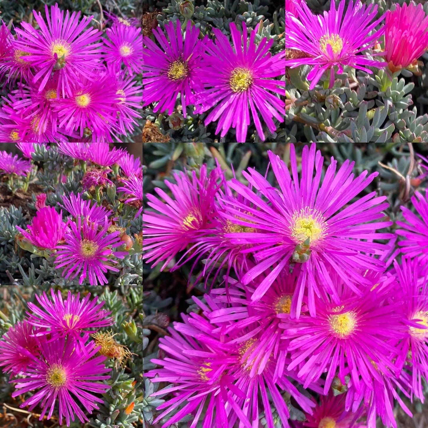 Magenta Ice Plant Cuttings - 15 Delosperma cooperi Purple Succulent for Ground Cover & Landscaping