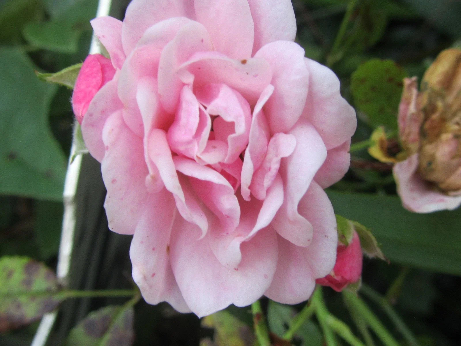 Organic Pink Rose Cuttings 5 Pack - Ready to Root Rosa spp. for Garden, Border & Container Planting