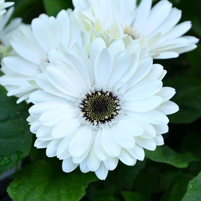 White Gerbera Daisy Seeds - 200+ Pack, Gerbera jamesonii, Perennial Flowers for Garden & Containers, Attract Pollinators
