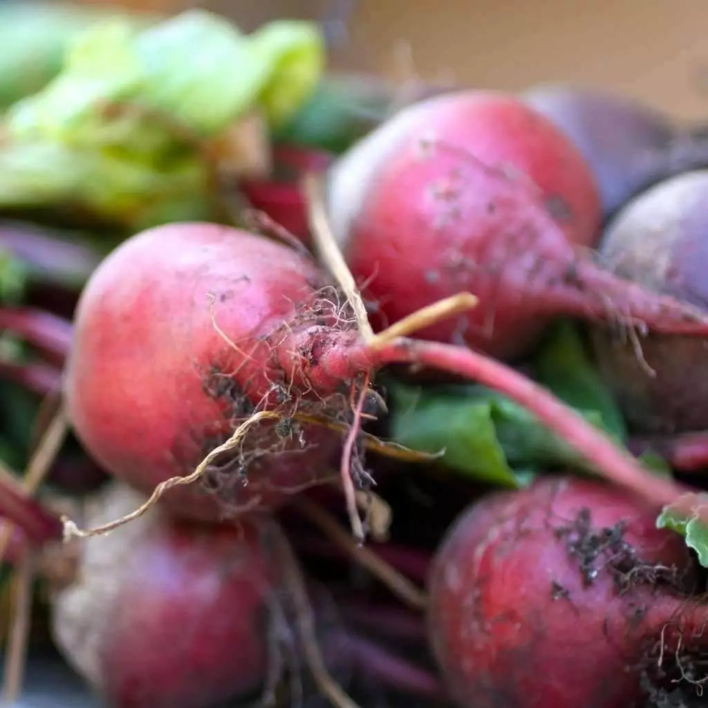 Early Wonder Beet Seeds - Tall Top Variety, Non-GMO Beetroot, Multiple Sizes