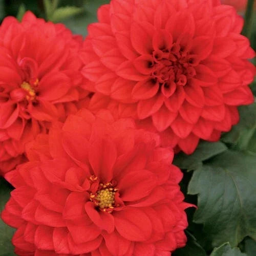 25 Grande Topia Dahlia Seeds - Perennial Flowering Bulbs - Vibrant Colors - Dahlia pinnata Garden Plants