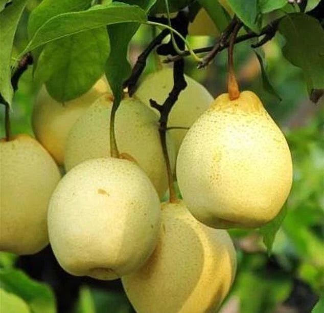 Crystal Pear Fruit Tree Seeds – Edible Pyrus communis – Sweet Juicy Pears for Home Garden & Orchard
