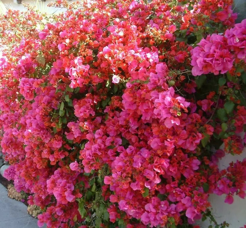 Bougainvillea Starter Plant Barbara Karst Variety - Well Rooted Bare Root Bougainvillea spp.