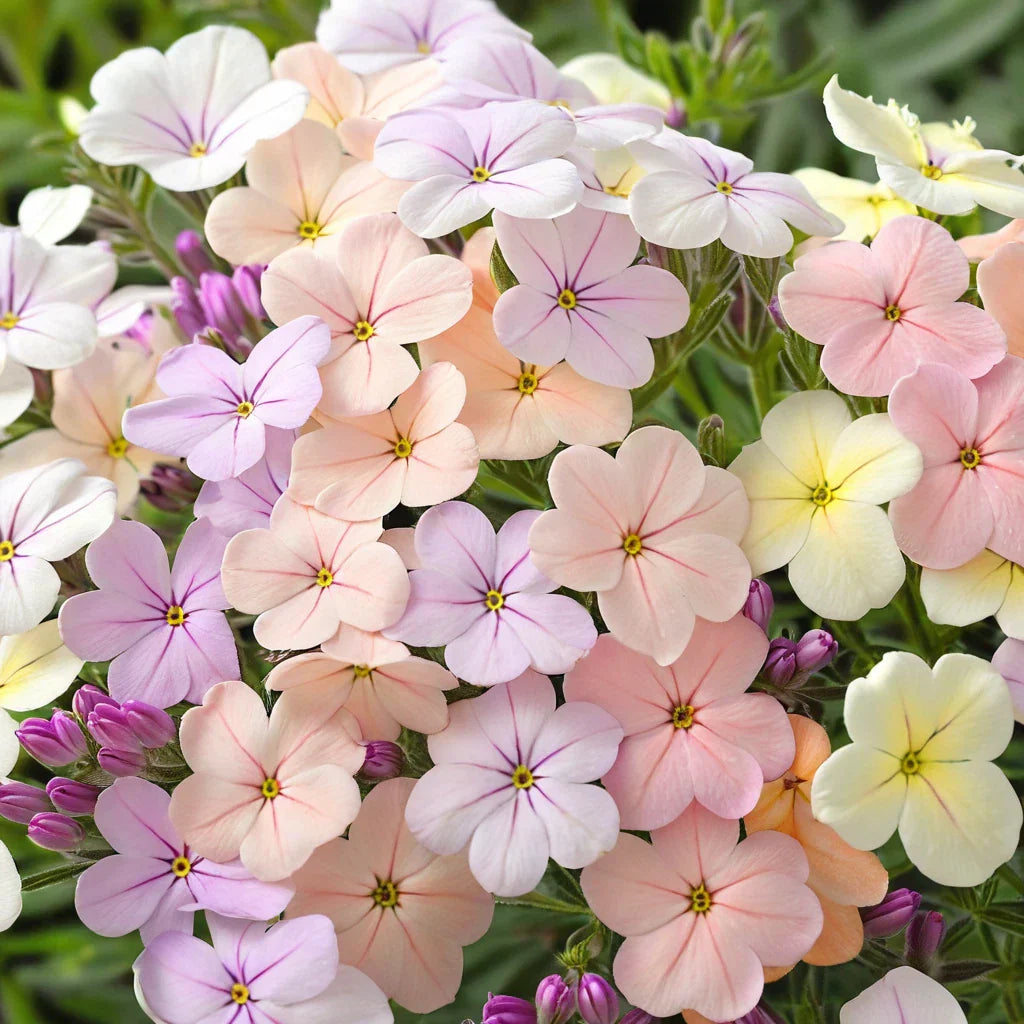50 Creme Brule Phlox Seeds | Perennial Phlox paniculata | Pollinator Friendly | US Seller