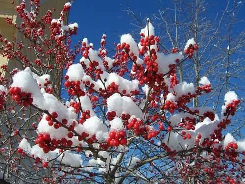 Live Winter Red Winterberry Holly Shrub - Well-Rooted Ilex verticillata Plant in 1-Gallon Pot