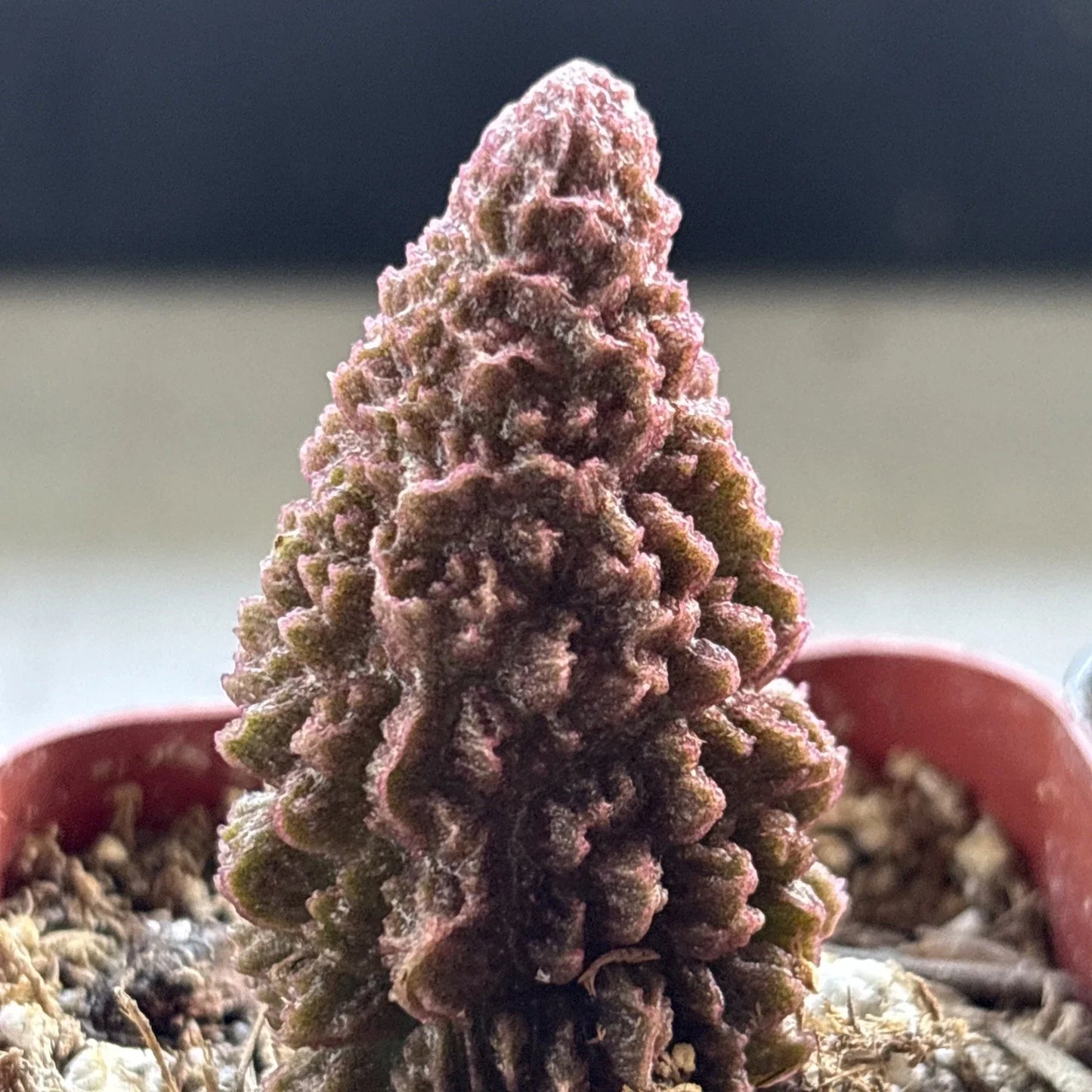 Adromischus marianae f. herrei Succulent Plant - Live Green Indoor/Outdoor Cactus for Home Decor
