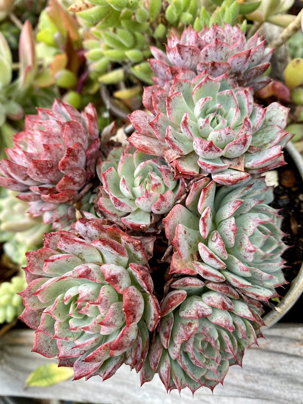 Rooted Succulent Plant 2-Inch Echeveria 'Rudolph' Red Rare Echeveria Succulent for Indoor & Outdoor Decor
