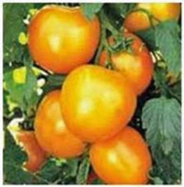 Heirloom Tomato Seeds Collection 4 Pack Non-GMO Solanum lycopersicum | Brandywine, Cherokee Purple, Green Zebra, San Marzano