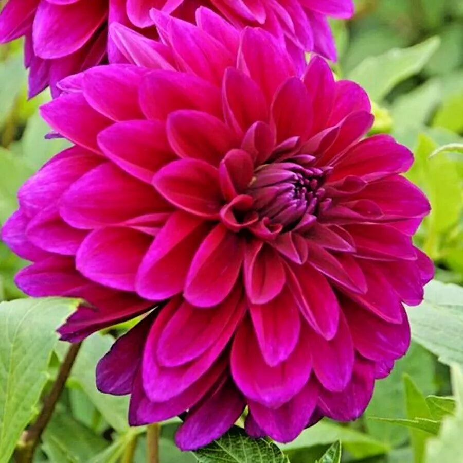 Dahlia Tuber Live Plant - Le Baron Magenta Purple Flowers - Upright Garden Bulb - Dahlia 'Le Baron'