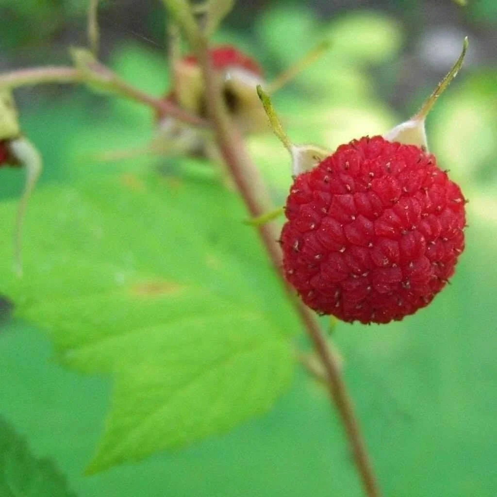Thimbleberry Raspberry Thornless Starter Plant – Rubus parviflorus – Zones 3-8 – Summer Bearing, Self-Pollinating, Medium Size