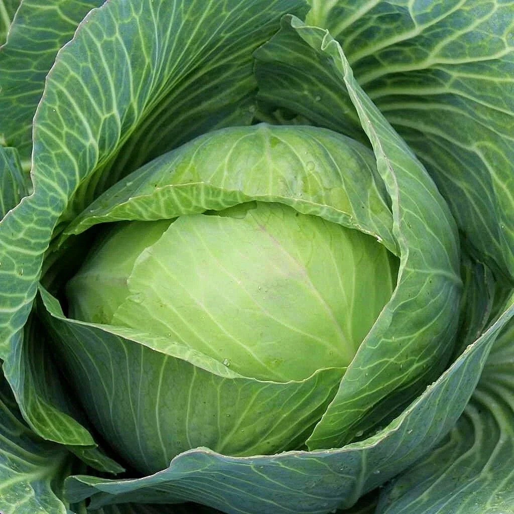 Golden Acre Cabbage Seeds NON-GMO | Brassica oleracea | Free Shipping