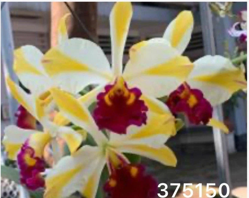 Cattleya Orchid Plant - Potted Striped Yellow Rhyncholaeliocattleya Fu Shu Glory 'Happy Holidays'